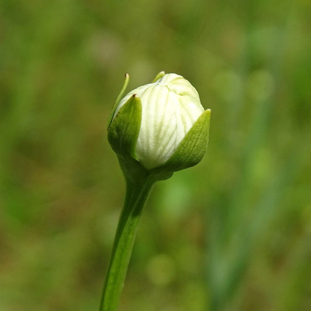 Parnassia